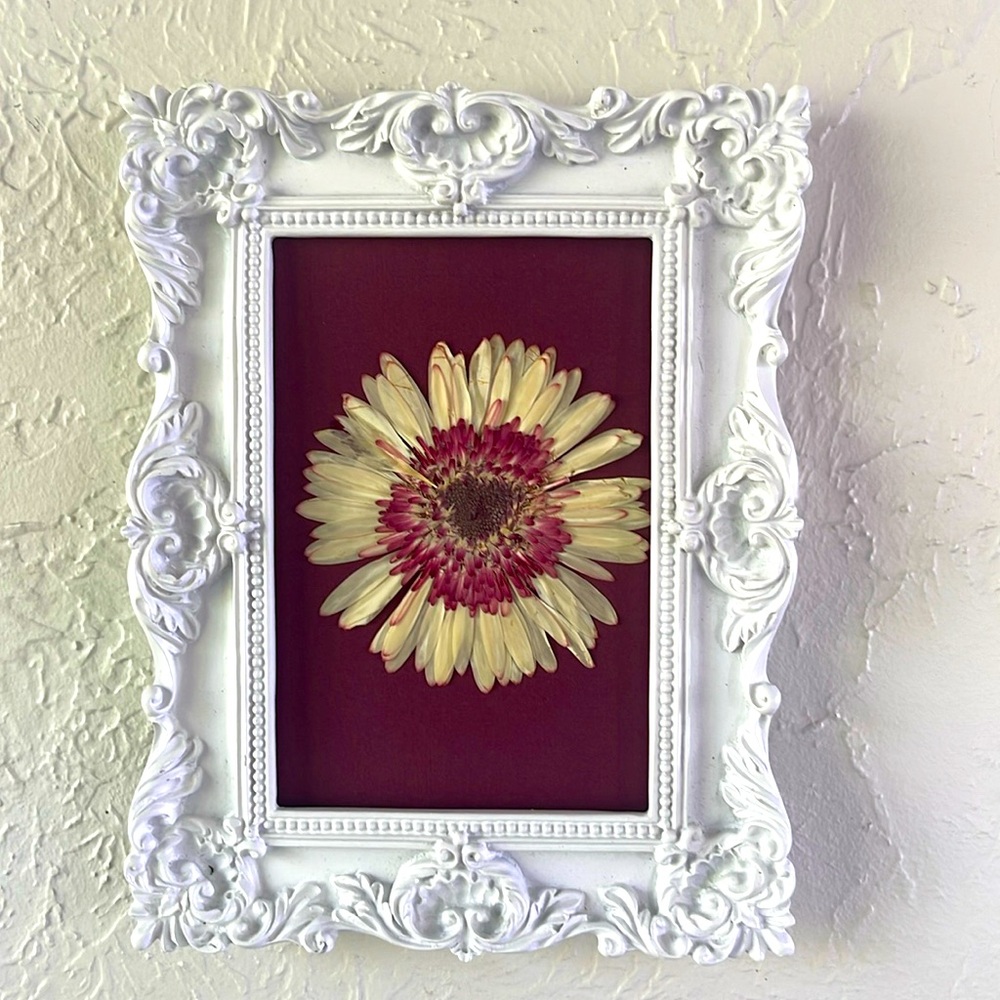 Sweet Daisy! Dried, pressed, floral wall Art. White plaster frame.